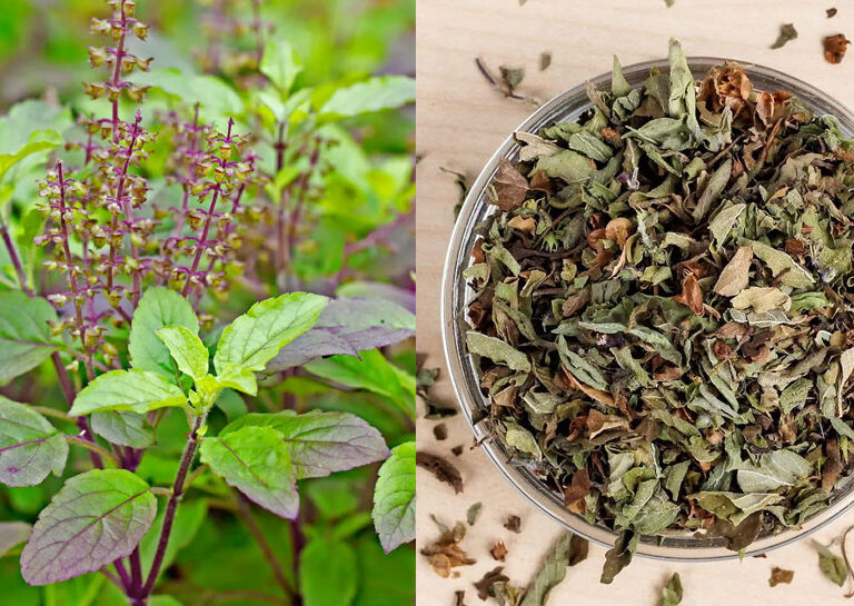 Tulsi
