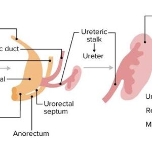 Urinary system globeayush.com