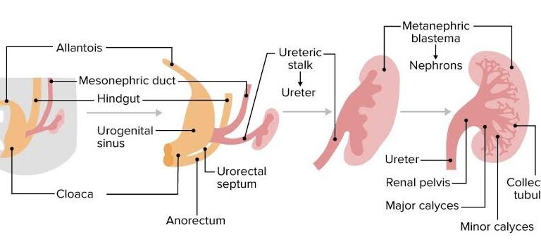 Urinary system globeayush.com