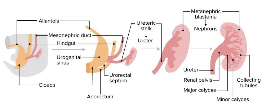 Urinary system globeayush.com